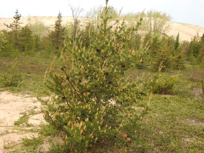 Pinus banksiana, photographed by Liren Varghese