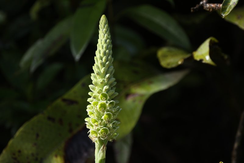 Altensteinia fimbriata, photographed by Manuel Roncal