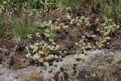 Scleranthus perennis, photographed by Olivier Argagnon