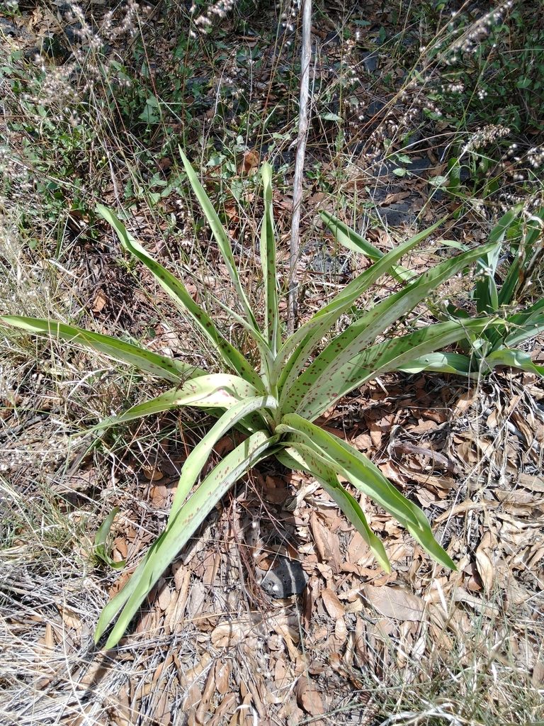Agave scabra, photographed by Jordi Martínez Martínez