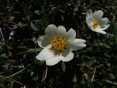 Dryas octopetala, photographed by Anne Thomson
