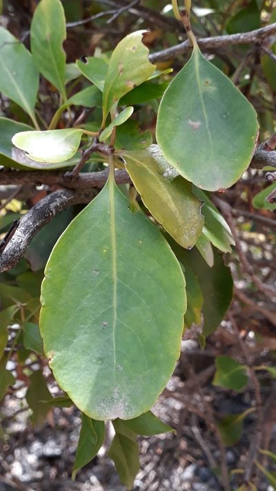 Gymnosporia cassinoides, photographed by Alessia Guggisberg