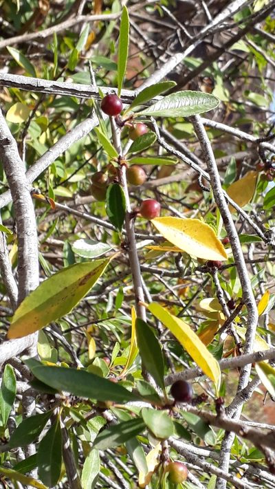 Rhamnus crenulata, photographed by Alessia Guggisberg