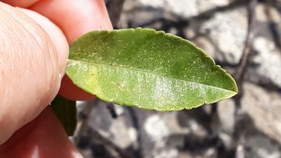 Rhamnus crenulata, photographed by Alessia Guggisberg