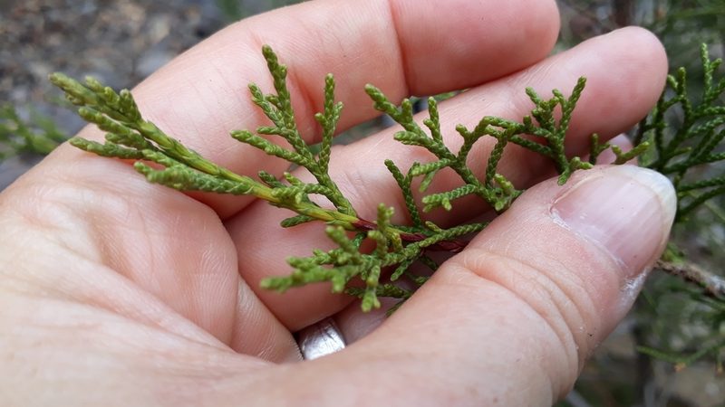 Juniperus canariensis, photographed by Alessia Guggisberg