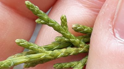 Juniperus canariensis, photographed by Alessia Guggisberg