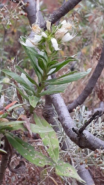 Echium giganteum, photographed by Alessia Guggisberg