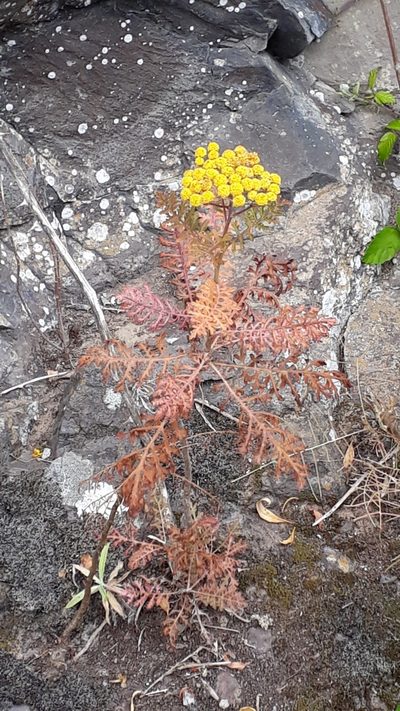 Gonospermum fruticosum, photographed by Alessia Guggisberg