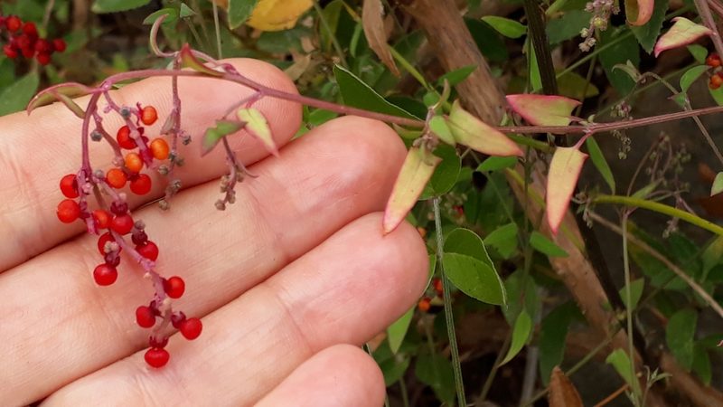 Chenopodium nutans, photographed by Alessia Guggisberg