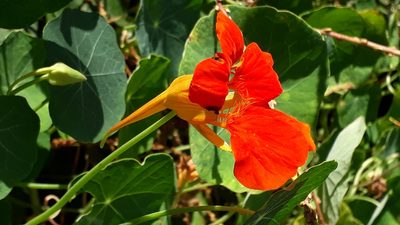 Tropaeolum majus, photographed by Alessia Guggisberg