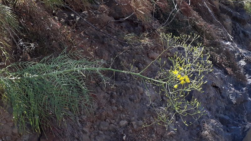 Sonchus leptocephalus, photographed by Alessia Guggisberg