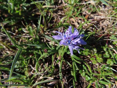 Scilla verna, photographed by Anne Thomson