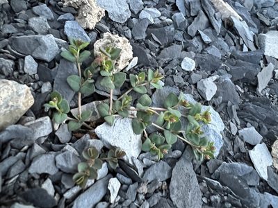 Euphorbia fendleri, photographed by Jared Shorma