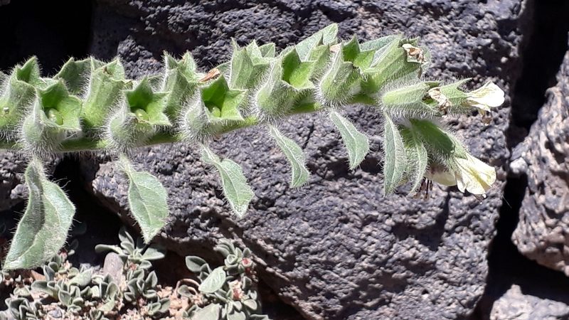 Hyoscyamus albus, photographed by Alessia Guggisberg