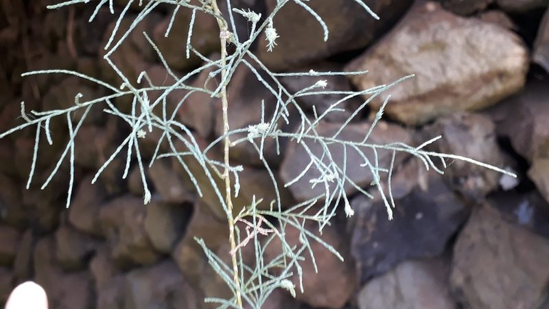 Tamarix canariensis, photographed by Alessia Guggisberg