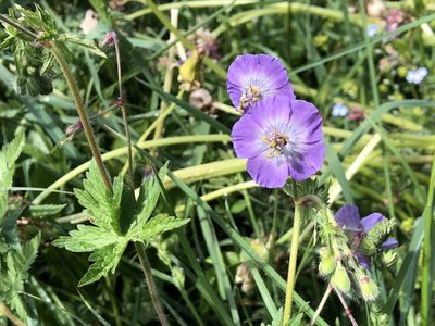 Geranium phaeum, photographed by Jason Grant