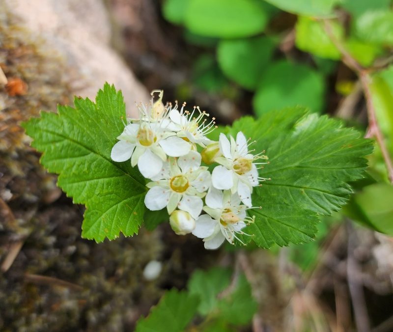 Physocarpus malvaceus, photographed by Lyrae