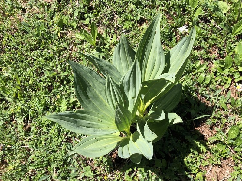 Gentiana lutea, photographed by Jason Grant