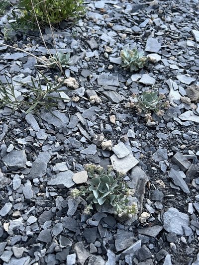 Physaria bellii, photographed by Jared Shorma