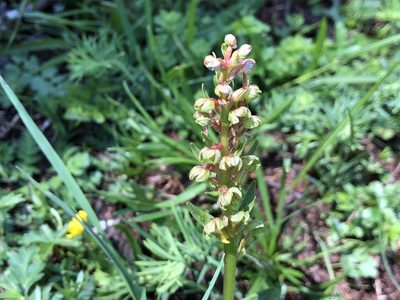 Dactylorhiza viridis, photographed by Jason Grant