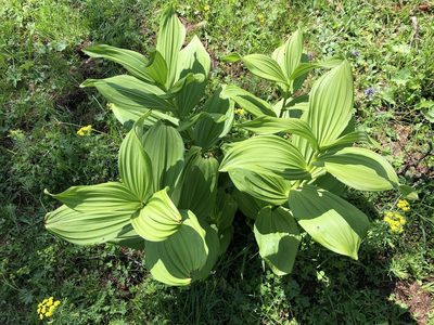 Veratrum album, photographed by Jason Grant