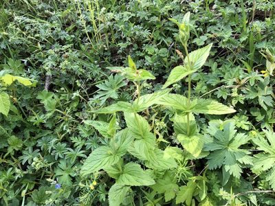 Veronica urticifolia, photographed by Jason Grant