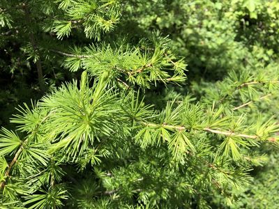 Larix decidua, photographed by Jason Grant