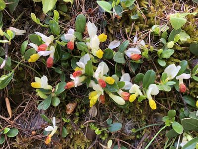 Polygaloides chamaebuxus, photographed by Jason Grant