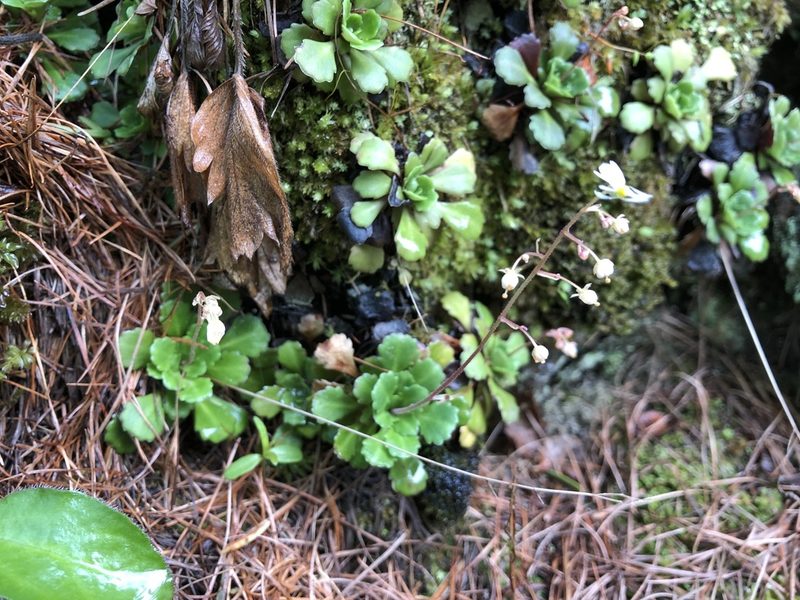 Saxifraga cuneifolia, photographed by Jason Grant