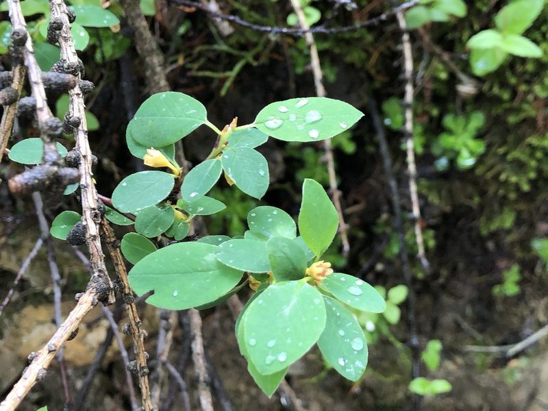 Lonicera caerulea, photographed by Jason Grant