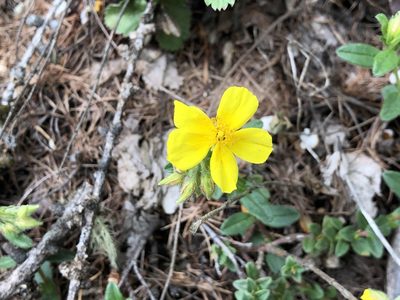 Helianthemum nummularium, photographed by Jason Grant