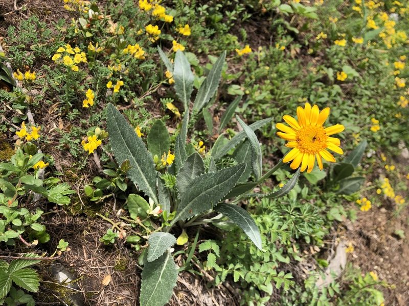 Senecio doronicum, photographed by Jason Grant