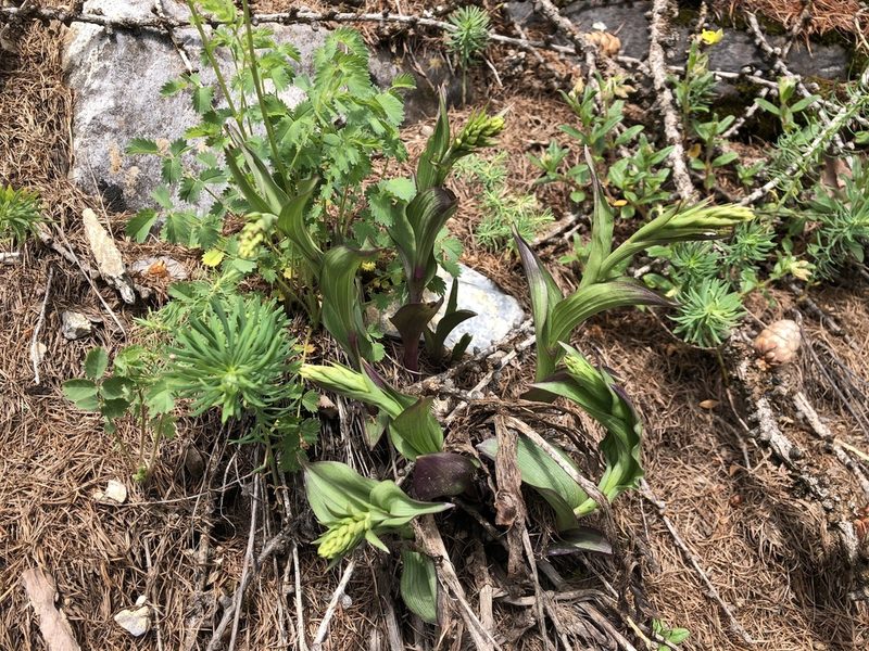 Epipactis atrorubens, photographed by Jason Grant