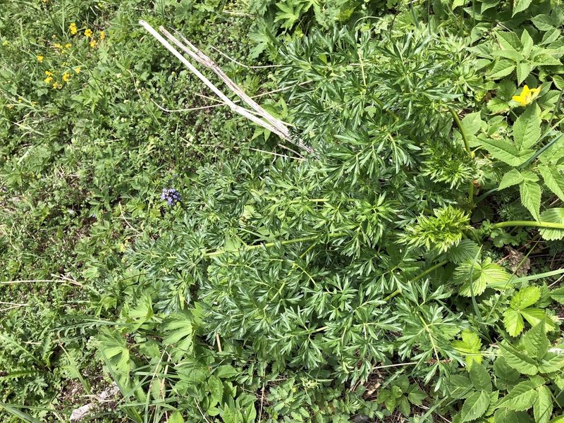 Peucedanum austriacum, photographed by Jason Grant