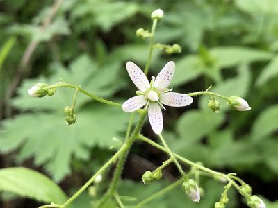Saxifraga rotundifolia, photographed by Jason Grant