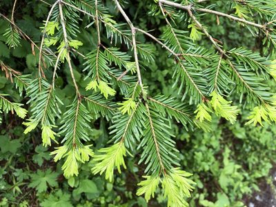 Abies alba, photographed by Jason Grant
