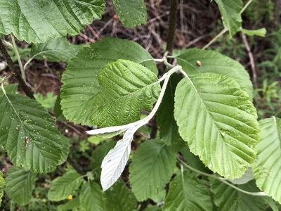 Aria edulis, photographed by Jason Grant