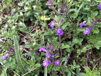 Clinopodium alpinum, photographed by Jason Grant