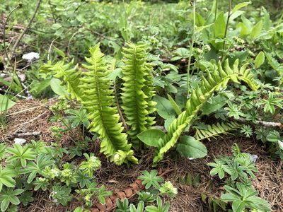 Polystichum lonchitis, photographed by Jason Grant