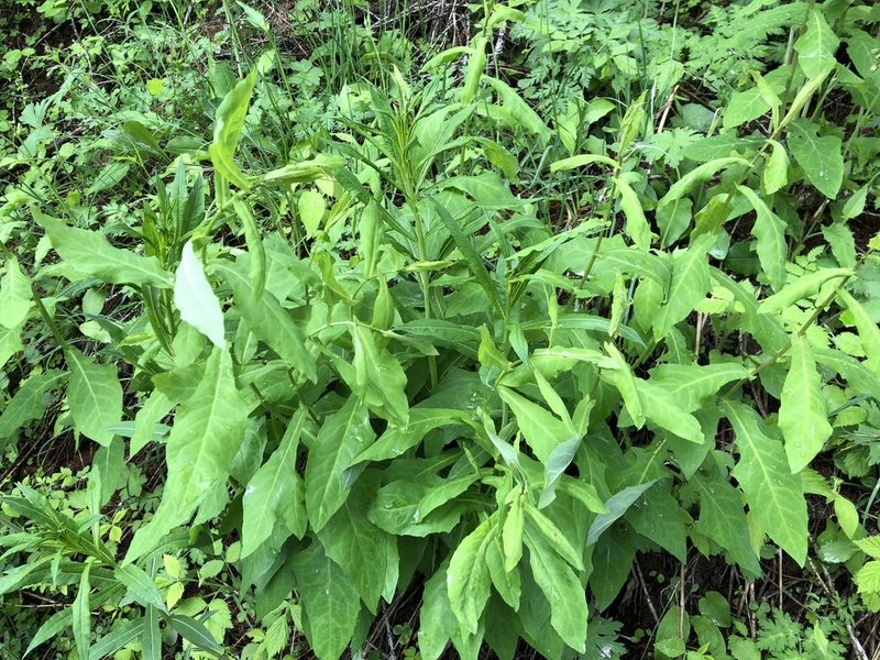 Prenanthes purpurea, photographed by Jason Grant