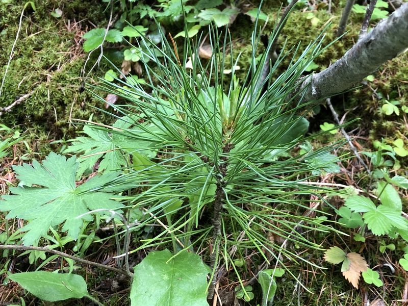 Pinus cembra, photographed by Jason Grant