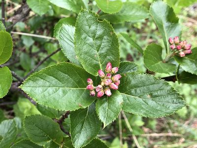 Chamaemespilus alpina, photographed by Jason Grant