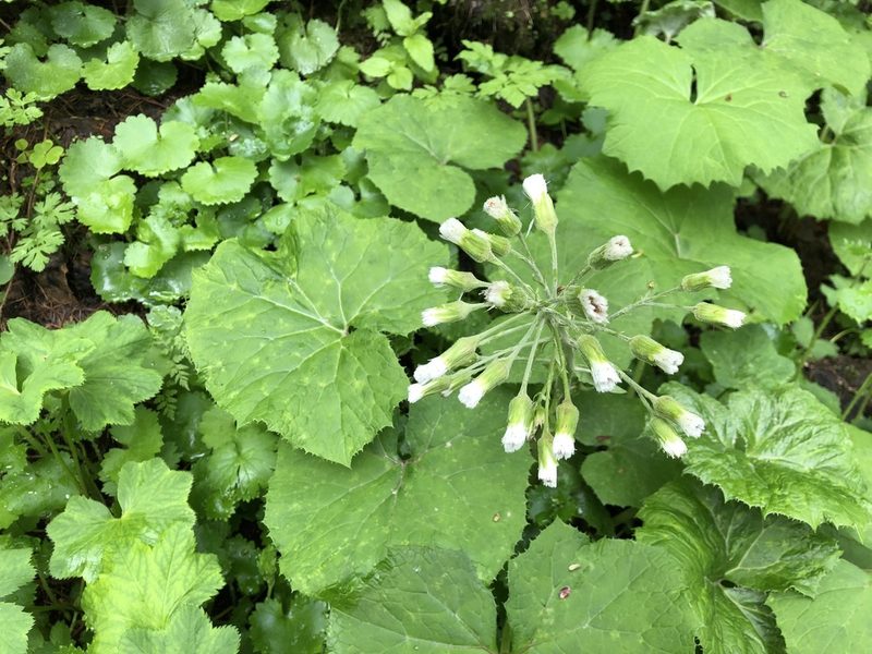 Petasites albus, photographed by Jason Grant