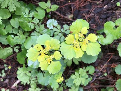 Chrysosplenium alternifolium, photographed by Jason Grant