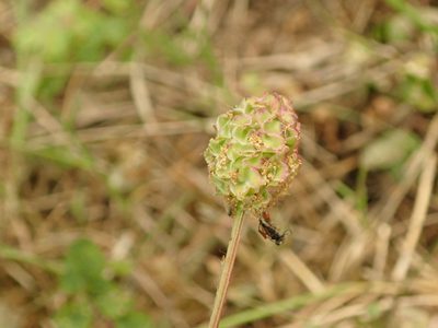 Sanguisorba minor, photographed by Yann Kemper