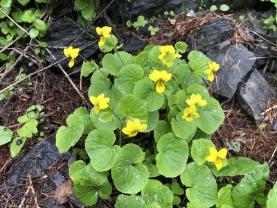 Viola biflora, photographed by Jason Grant