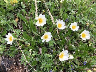 Dryas octopetala, photographed by Jason Grant