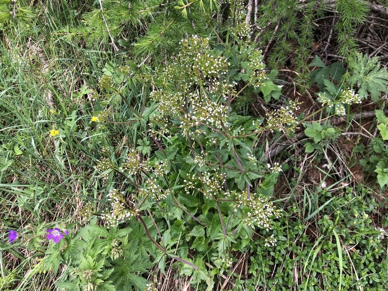Valeriana tripteris, photographed by Jason Grant