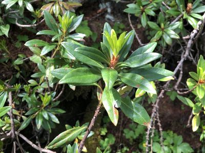 Rhododendron ferrugineum, photographed by Jason Grant