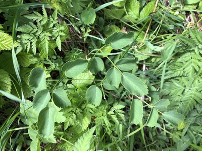 Laserpitium latifolium, photographed by Jason Grant